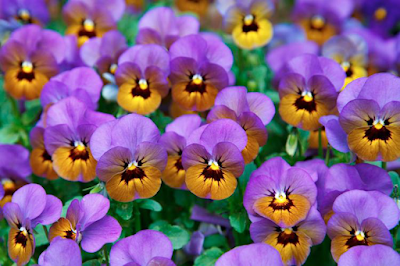 As plantas “de inverno” possuem maneiras de criar uma “bolsa de ar” em seu exterior, aguentar uma maior formação de gelo intracelular e tem suas folhas com uma menor área de exposição.
