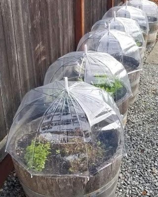 Barreiras totalmente sólidas inibem completamente a ação dos ventos gélidos.  As estufas ou casinhas são boas soluções para hortas e pequenos jardins que podem ser manipulados.