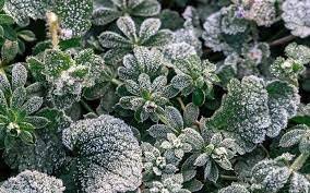 Em climas mais frios onde ocorrem geadas, a fina película de gelo que se forma com a queda da temperatura acaba cobrindo toda a planta e faz com que a radiação solar tenha seus efeitos amplificados, queimando sua superfície.