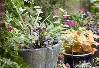 Os vegetais possuem 80% de seu peso constituído por água. Este elemento influencia o crescimento, desenvolvimento e reprodução das plantas.