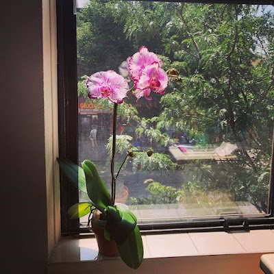 A orquídea adora luz, tanto em ambientes internos como externos, mas cuidado: ela não deve ser exposta ao sol forte diariamente, pois assim diminuirá sua vida. Para quem mora em apartamento, o indicado é deixar a planta perto da janela ou lugares que tenham mais luz natural e ventilação