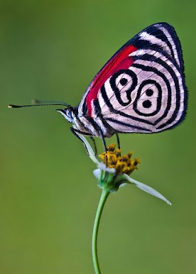 7 Curiosidades Sobre As Borboletas