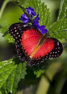 7 Curiosidades Sobre As Borboletas