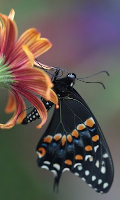 7 Curiosidades Sobre As Borboletas