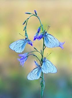 7 Curiosidades Sobre As Borboletas