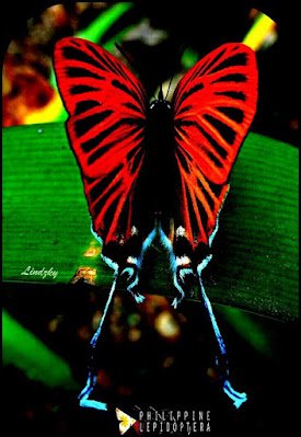 7 Curiosidades Sobre As Borboletas