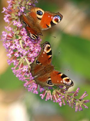7 Curiosidades Sobre As Borboletas