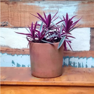 O abacaxi-roxo é uma planta herbácea, rizomatosa, de folhagem perene e colorida, cultivada em diferentes regiões tropicais do mundo por suas qualidades como ornamental.
