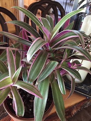 O abacaxi-roxo é uma planta herbácea, rizomatosa, de folhagem perene e colorida, cultivada em diferentes regiões tropicais do mundo por suas qualidades como ornamental.