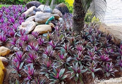 O abacaxi-roxo é uma planta herbácea, rizomatosa, de folhagem perene e colorida, cultivada em diferentes regiões tropicais do mundo por suas qualidades como ornamental.