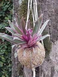 O abacaxi-roxo é uma planta herbácea, rizomatosa, de folhagem perene e colorida, cultivada em diferentes regiões tropicais do mundo por suas qualidades como ornamental.