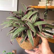 O abacaxi-roxo é uma planta herbácea, rizomatosa, de folhagem perene e colorida, cultivada em diferentes regiões tropicais do mundo por suas qualidades como ornamental.