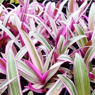 O abacaxi-roxo é uma planta herbácea, rizomatosa, de folhagem perene e colorida, cultivada em diferentes regiões tropicais do mundo por suas qualidades como ornamental.