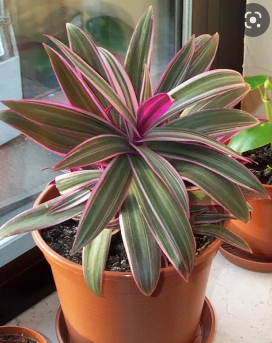 O abacaxi-roxo é uma planta herbácea, rizomatosa, de folhagem perene e colorida, cultivada em diferentes regiões tropicais do mundo por suas qualidades como ornamental.