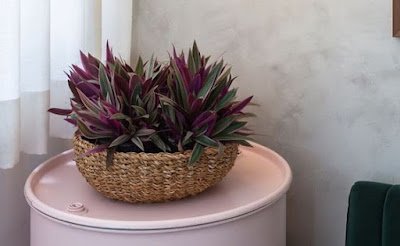 O abacaxi-roxo é uma planta herbácea, rizomatosa, de folhagem perene e colorida, cultivada em diferentes regiões tropicais do mundo por suas qualidades como ornamental.