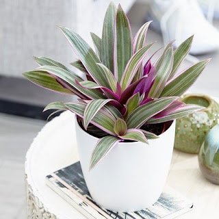 O abacaxi-roxo é uma planta herbácea, rizomatosa, de folhagem perene e colorida, cultivada em diferentes regiões tropicais do mundo por suas qualidades como ornamental.