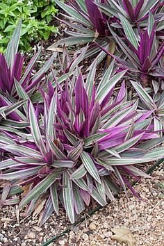 O abacaxi-roxo é uma planta herbácea, rizomatosa, de folhagem perene e colorida, cultivada em diferentes regiões tropicais do mundo por suas qualidades como ornamental.