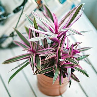 O abacaxi-roxo é uma planta herbácea, rizomatosa, de folhagem perene e colorida, cultivada em diferentes regiões tropicais do mundo por suas qualidades como ornamental.