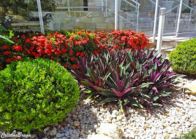 O abacaxi-roxo é uma planta herbácea, rizomatosa, de folhagem perene e colorida, cultivada em diferentes regiões tropicais do mundo por suas qualidades como ornamental.