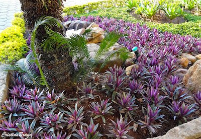 O abacaxi-roxo é uma planta herbácea, rizomatosa, de folhagem perene e colorida, cultivada em diferentes regiões tropicais do mundo por suas qualidades como ornamental.
