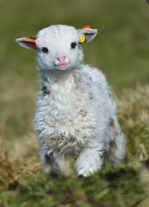 Tudo o que é vivo tem em si a sensibilidade pura da natureza. Como nós também somos a natureza, é praticamente impossível não nos sentirmos atraídos pelas inúmeras espécies animais do nosso planeta.