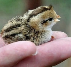 Tudo o que é vivo tem em si a sensibilidade pura da natureza. Como nós também somos a natureza, é praticamente impossível não nos sentirmos atraídos pelas inúmeras espécies animais do nosso planeta.