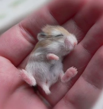 Tudo o que é vivo tem em si a sensibilidade pura da natureza. Como nós também somos a natureza, é praticamente impossível não nos sentirmos atraídos pelas inúmeras espécies animais do nosso planeta.