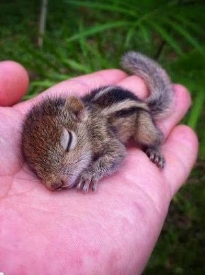 Tudo o que é vivo tem em si a sensibilidade pura da natureza. Como nós também somos a natureza, é praticamente impossível não nos sentirmos atraídos pelas inúmeras espécies animais do nosso planeta.