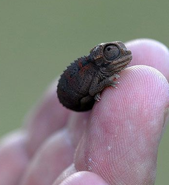 Tudo o que é vivo tem em si a sensibilidade pura da natureza. Como nós também somos a natureza, é praticamente impossível não nos sentirmos atraídos pelas inúmeras espécies animais do nosso planeta.