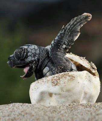 Tudo o que é vivo tem em si a sensibilidade pura da natureza. Como nós também somos a natureza, é praticamente impossível não nos sentirmos atraídos pelas inúmeras espécies animais do nosso planeta.