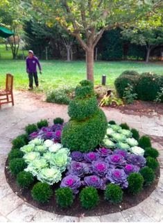 A Couve Ornamental ou de Jardim pode ser cultivada em vasos e jardineiras ou em áreas externas formando belas bordaduras ou conjuntos com outras plantas.