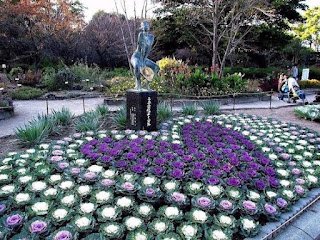 A Couve Ornamental ou de Jardim pode ser cultivada em vasos e jardineiras ou em áreas externas formando belas bordaduras ou conjuntos com outras plantas.