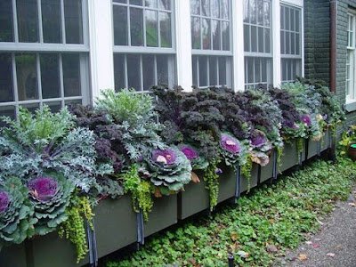 A Couve Ornamental ou de Jardim pode ser cultivada em vasos e jardineiras ou em áreas externas formando belas bordaduras ou conjuntos com outras plantas.