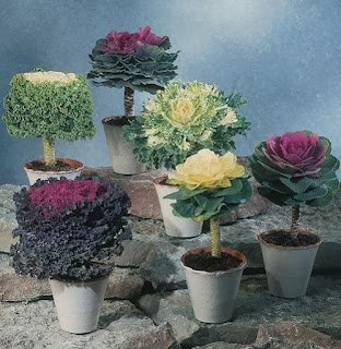 A Couve Ornamental ou de Jardim pode ser cultivada em vasos e jardineiras ou em áreas externas formando belas bordaduras ou conjuntos com outras plantas.