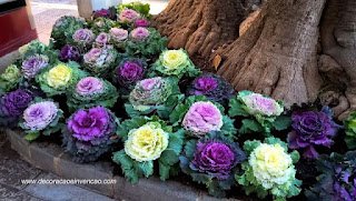 A Couve Ornamental ou de Jardim pode ser cultivada em vasos e jardineiras ou em áreas externas formando belas bordaduras ou conjuntos com outras plantas.