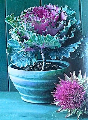 A Couve Ornamental ou de Jardim pode ser cultivada em vasos e jardineiras ou em áreas externas formando belas bordaduras ou conjuntos com outras plantas.