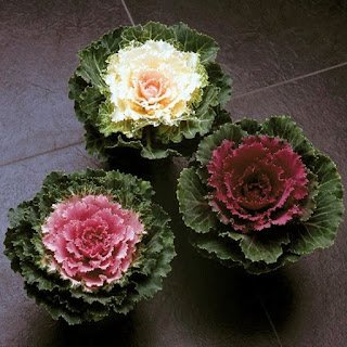 A Couve Ornamental ou de Jardim pode ser cultivada em vasos e jardineiras ou em áreas externas formando belas bordaduras ou conjuntos com outras plantas.