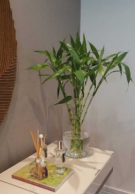O bambu da sorte pede condições de cultivo parecidas com a Dracena e é muito comum encontrá-los em muitos arranjos com pedriscos, argila expandida e água.