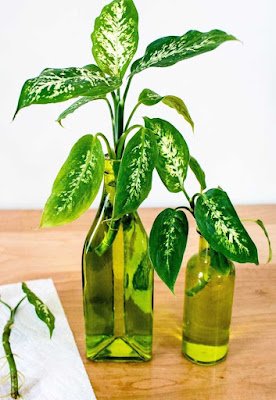 Comigo ninguém pode Esta é uma planta tóxica, mas apesar disso tem conquistado muitos adeptos e se adapta muito bem a água. Mas é recomendado ter cuidado extra ao manuseá-la.