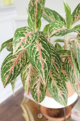 A aglaonema tem raízes grossas que formam uma verdadeira escultura no vaso. Essa espécie possui folhas longas e elegantes.