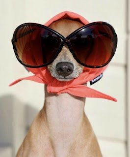 Os cães não ganharam o título de melhores amigos do homem à toa: com a humanização dos animais, os cachorros adaptaram seu comportamento e capacidades para conviver com humanos.