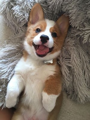 Os cães não ganharam o título de melhores amigos do homem à toa: com a humanização dos animais, os cachorros adaptaram seu comportamento e capacidades para conviver com humanos.