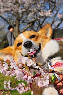 Os cães não ganharam o título de melhores amigos do homem à toa: com a humanização dos animais, os cachorros adaptaram seu comportamento e capacidades para conviver com humanos.