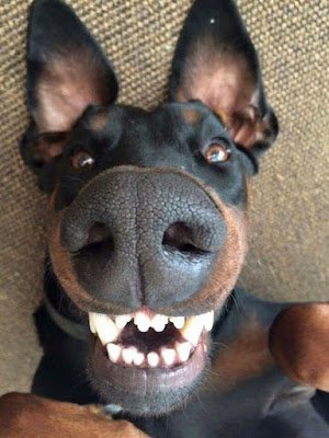 Os cães não ganharam o título de melhores amigos do homem à toa: com a humanização dos animais, os cachorros adaptaram seu comportamento e capacidades para conviver com humanos.