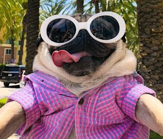 Os cães não ganharam o título de melhores amigos do homem à toa: com a humanização dos animais, os cachorros adaptaram seu comportamento e capacidades para conviver com humanos.