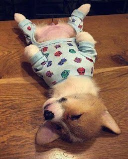 Os cães não ganharam o título de melhores amigos do homem à toa: com a humanização dos animais, os cachorros adaptaram seu comportamento e capacidades para conviver com humanos.