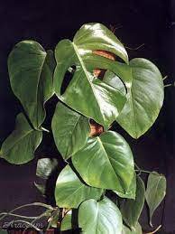 A monstera borsigiana tem folhas com muito menos estrias  que são verdes e simples, com o caule unindo-as ao resto da planta . Seu crescimento é como de uma trepadeira.