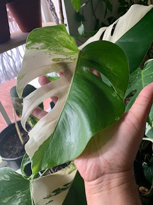 A monstera borsigiana tem folhas com muito menos estrias  que são verdes e simples, com o caule unindo-as ao resto da planta . Seu crescimento é como de uma trepadeira.