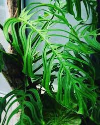 A Monstera epipremnoides  é um pouco parecida com a monstera Adansonii, porém tem folhas maiores e buracos maiores que ocupam uma boa parte da folha.