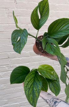 Monstera pinnatipartita é uma espécie muito rara.  É uma planta trepadeira perene e bonita originária da América do Sul que se parece com a monstera deliciosa. Suas folhas se dividem quando ela está adulta e ainda possui raízes aéreas que dão sua aparência selvagem.